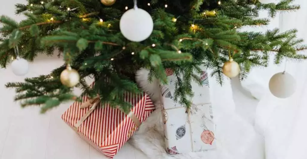 Élő karácsonyfa - előnyei, hátrányai és gondozása